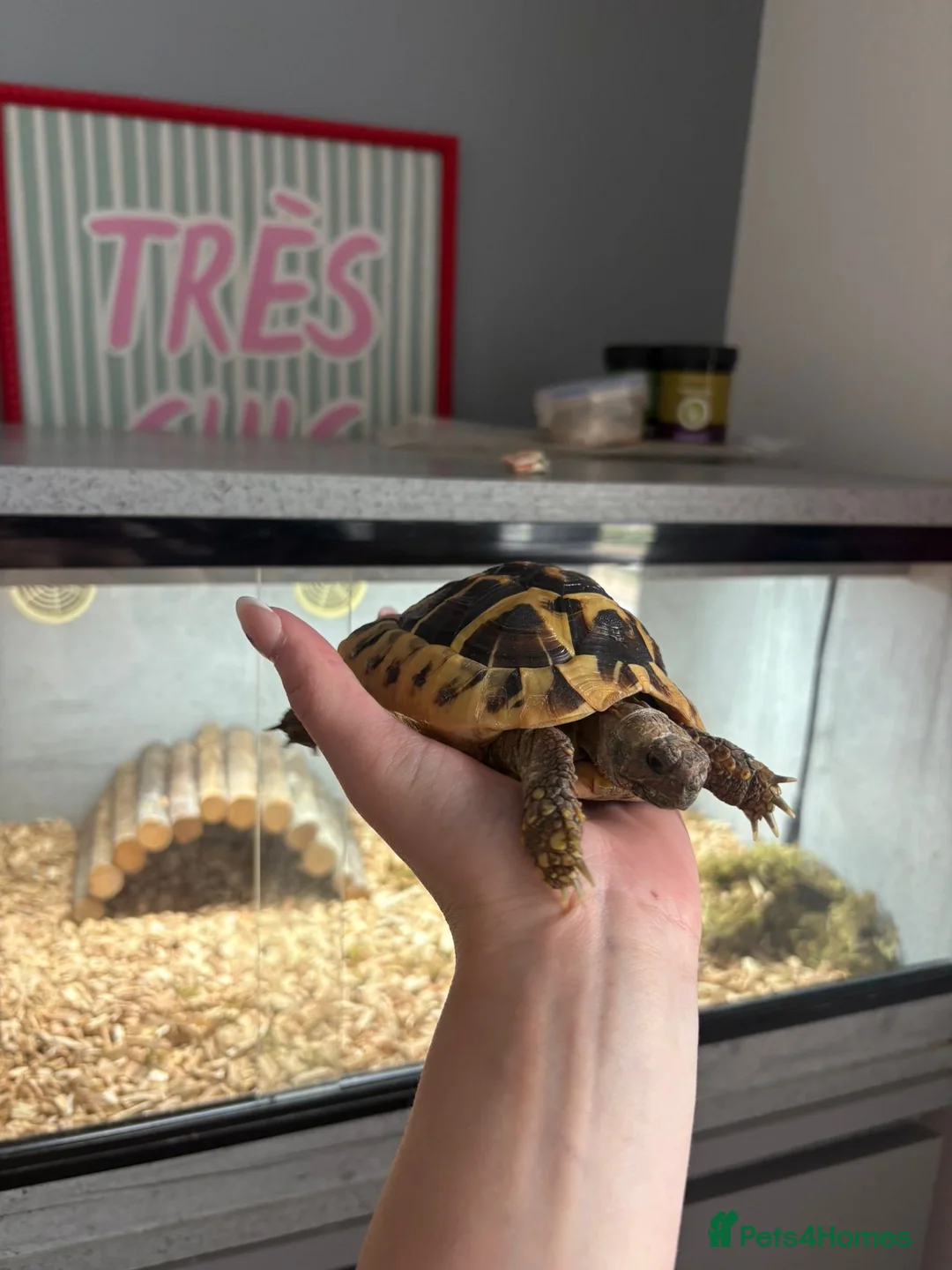 Hermann Tortoise reptiles for sale: Mrs tortoise for sale  in Waterlooville - Advert 1