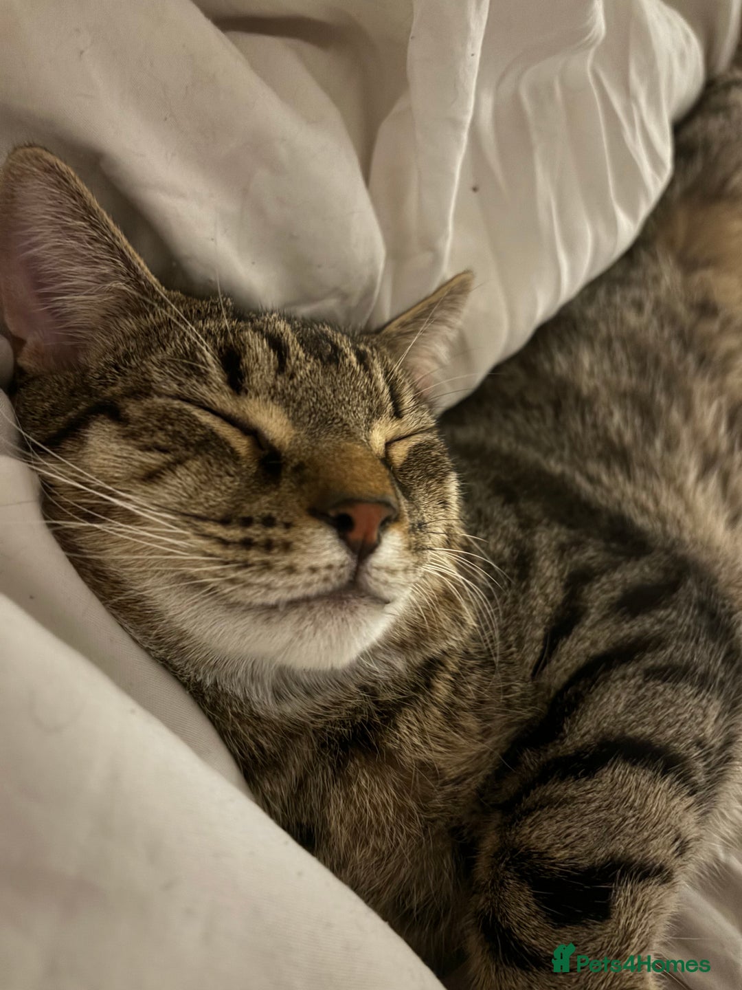 Domestic Shorthair cats for sale: Affectionate and playful boy needs a new home - Advert 7