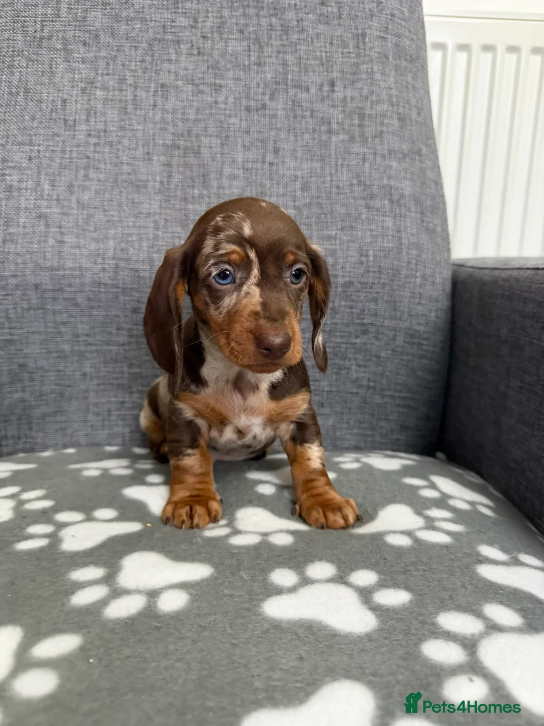 Dachshund dogs for sale: Miniature Dachshund puppies  - Advert 7
