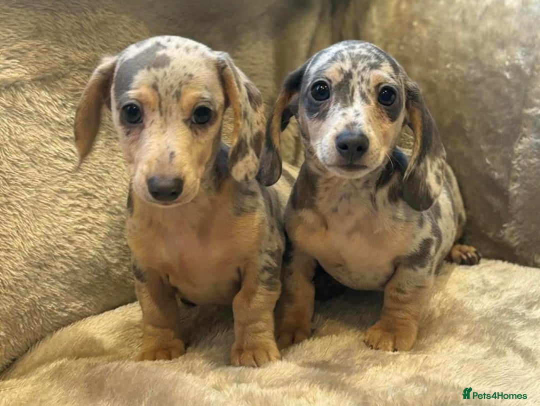 Miniature Dachshund dogs for sale: KC Mini Dachshunds Blue/Isabella & Cream dapple - Advert 1