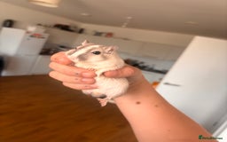 Gerbil rodents for sale: 2 Male Gerbils looking for new home - Image 1