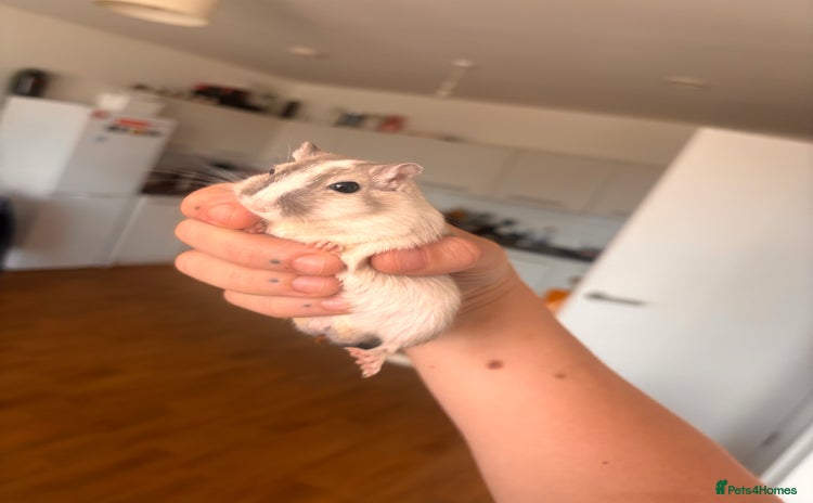 Gerbil rodents - Advert 1