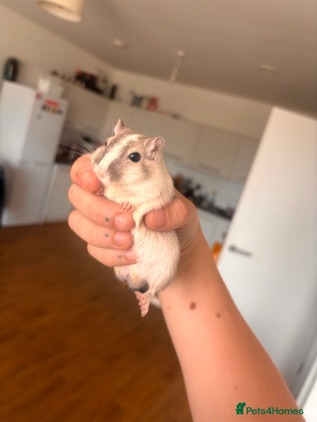 Gerbil rodents for sale: 2 Male Gerbils looking for new home - Image 1