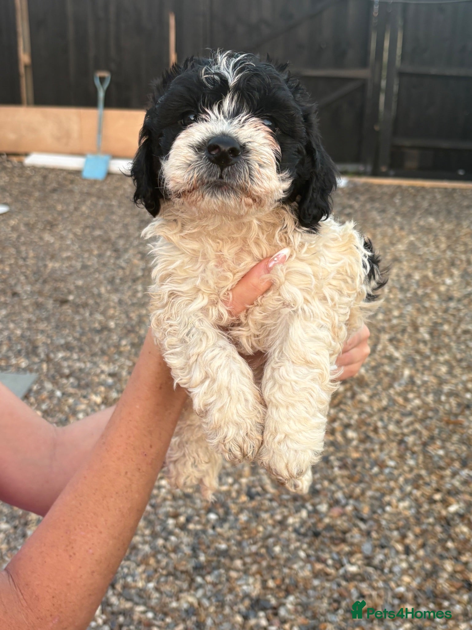 Cockapoo dogs Beautiful Cockerpoo Puppies Ready Now - £800 Each! - Advert 1
