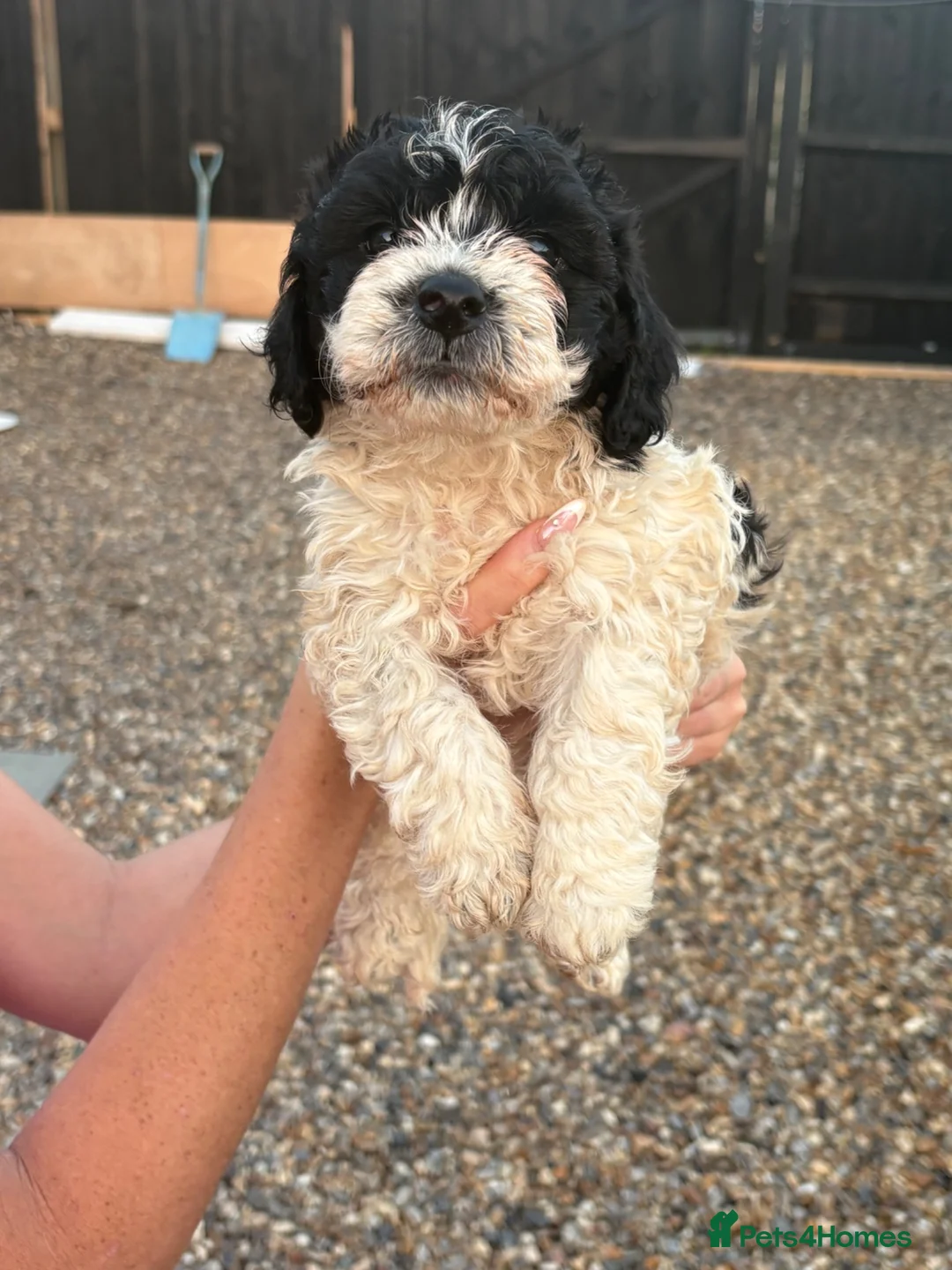Cockapoo dogs for sale: Beautiful Cockerpoo Puppies Ready Now - £800 Each! in Leighton Buzzard - Advert 1