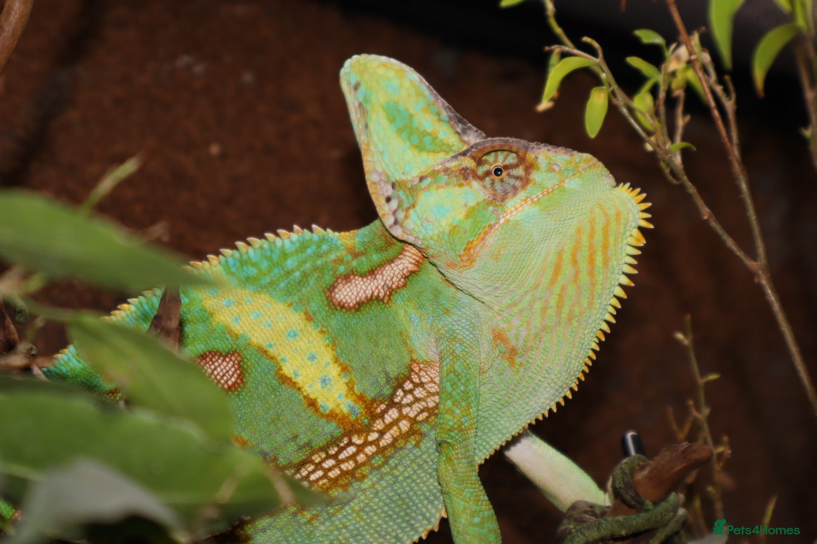 Chameleon reptiles Male Yemen Veiled Chameleon - Advert 1