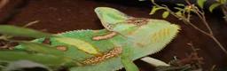 Chameleon reptiles for sale: Male Yemen Veiled Chameleon - Advert 1