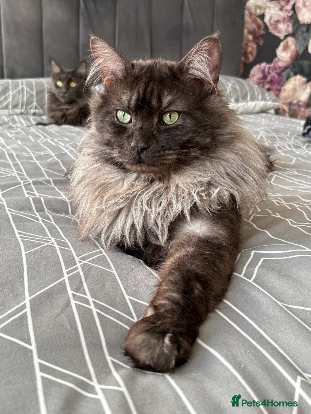 Maine Coon cats for sale: Mainecoon cross ragdoll  - Advert 2