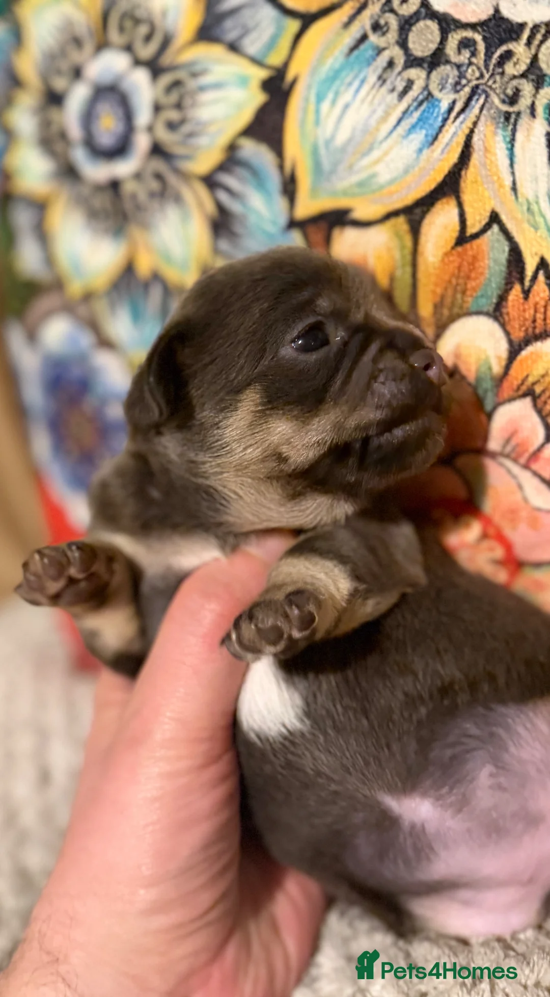 Chihuahua dogs for sale: Pretty Blue and Black Chihuahua Puppies - Advert 1