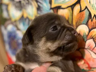 Chihuahua dogs Pretty Blue and Black Chihuahua Puppies - Advert 3