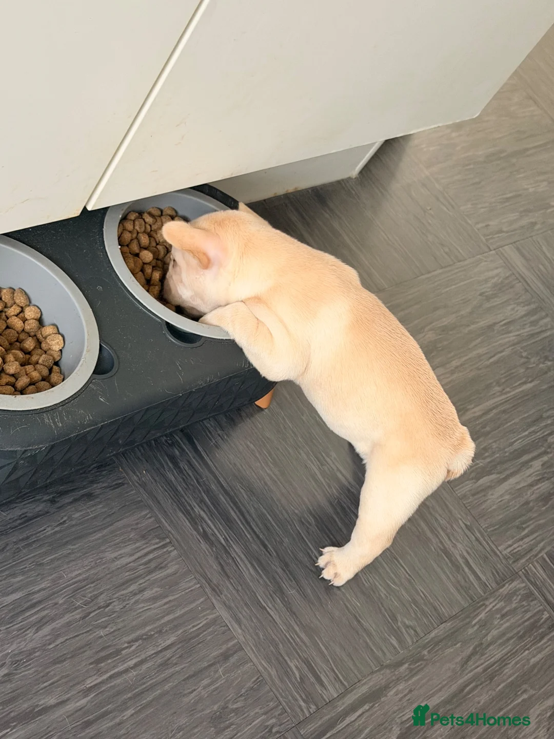 French Bulldog dogs for sale: Baby Girl Frenchie - Advert 9