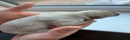 Whippet dogs for sale: Beautiful whippet puppies - Advert 13