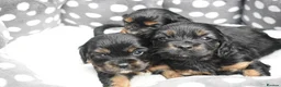 Cavapoo dogs for sale: Health Tested Cavapoo Puppies  - Advert 14