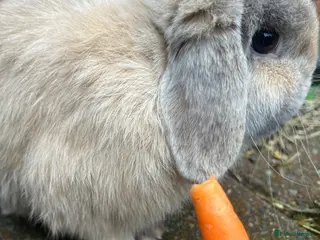 Mini Lop rabbits Mini lop - Advert 11