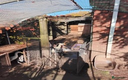 Ducks poultry for sale: White Indian Runner Male Duck - Image 10