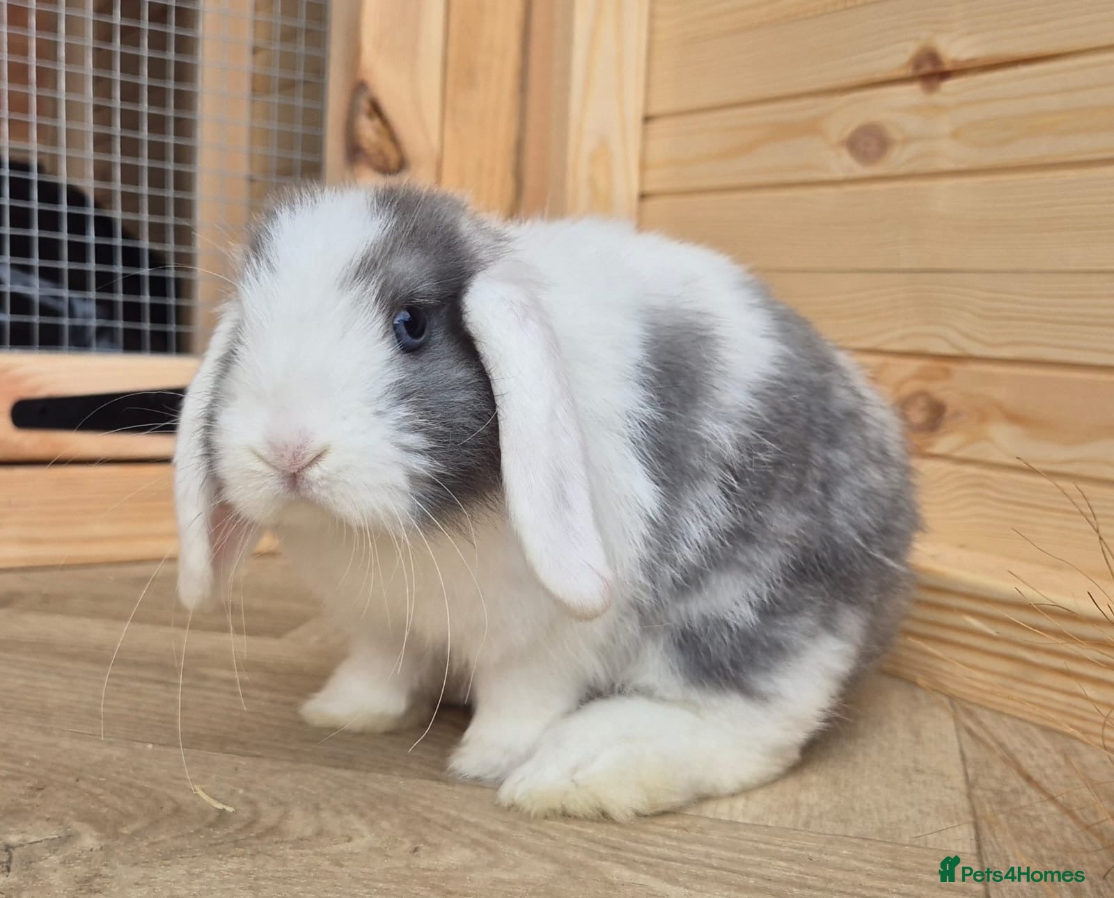 Mini Lop rabbits Mini lops   8 weeks old 01/10/2026 - Advert 3