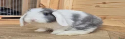 Mini Lop rabbits for sale: Mini lops 5 does 1 buck available  8 weeks old  - Advert 4