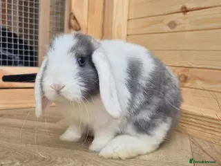 Mini Lop rabbits Mini lops 8 weeks old 01/10/2026 - Advert 3