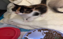 Mixed Breed cats for sale: Beautiful Ragdoll x British short kittens  - Advert 4