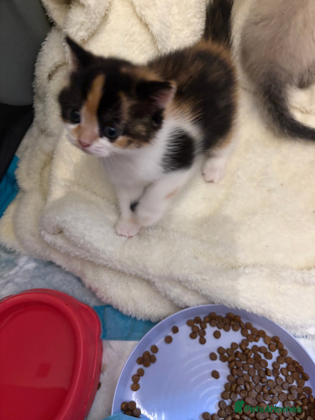 Mixed Breed cats for sale: Beautiful Ragdoll x British short kittens  - Advert 4