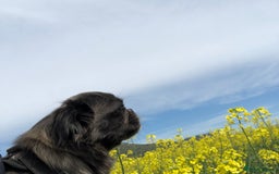 Pug dogs for sale: KC registered long haired blue pugs - Image 5