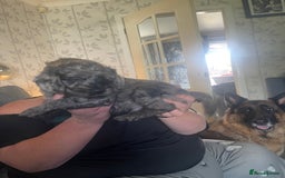 Cockapoo dogs for sale: Ready Now Beautiful Cockapoo pups £1000 in Wolverhampton - Image 19