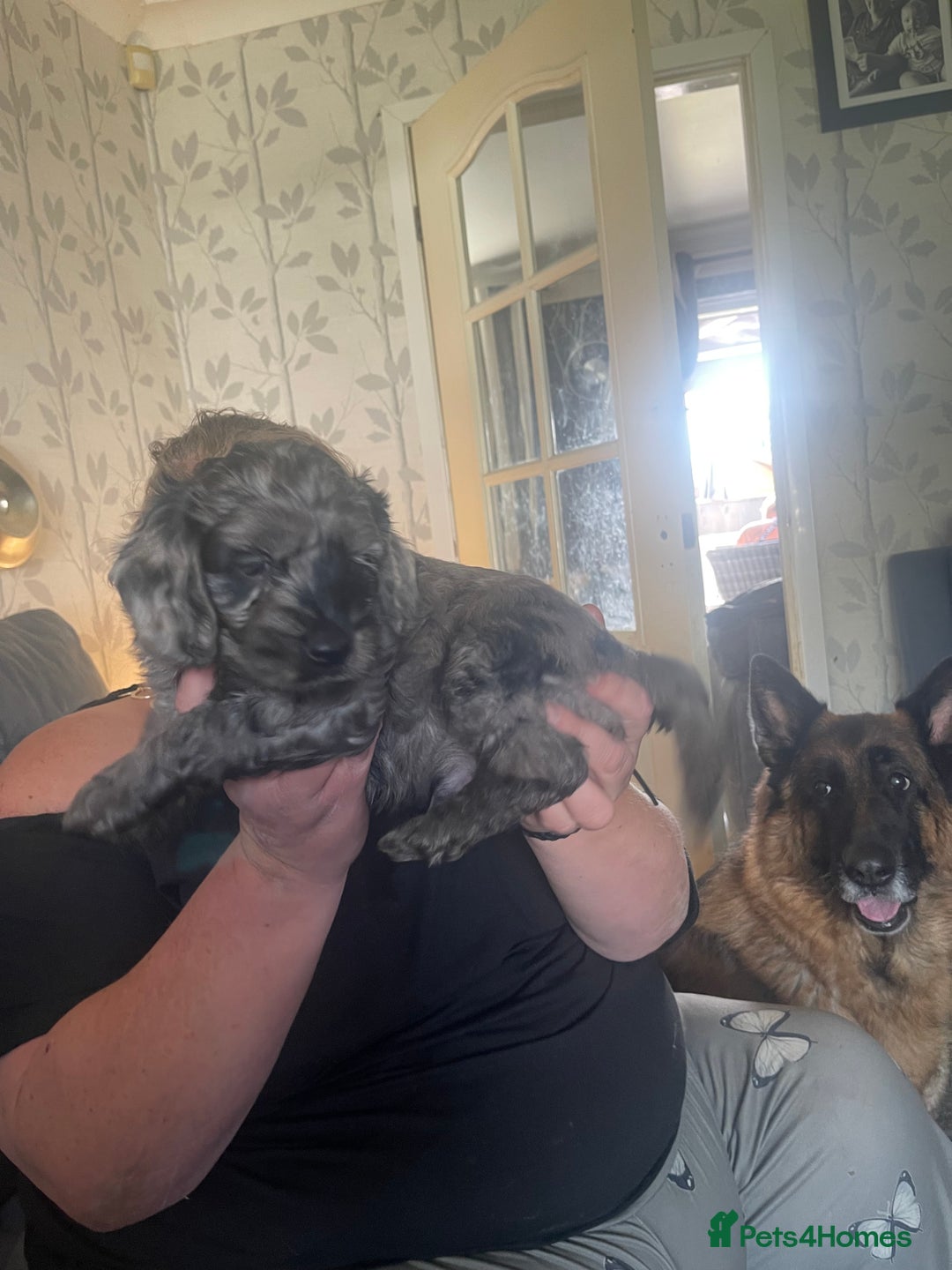 Cockapoo dogs for sale: Ready Now Beautiful Cockapoo pups £1000 in Wolverhampton - Image 19
