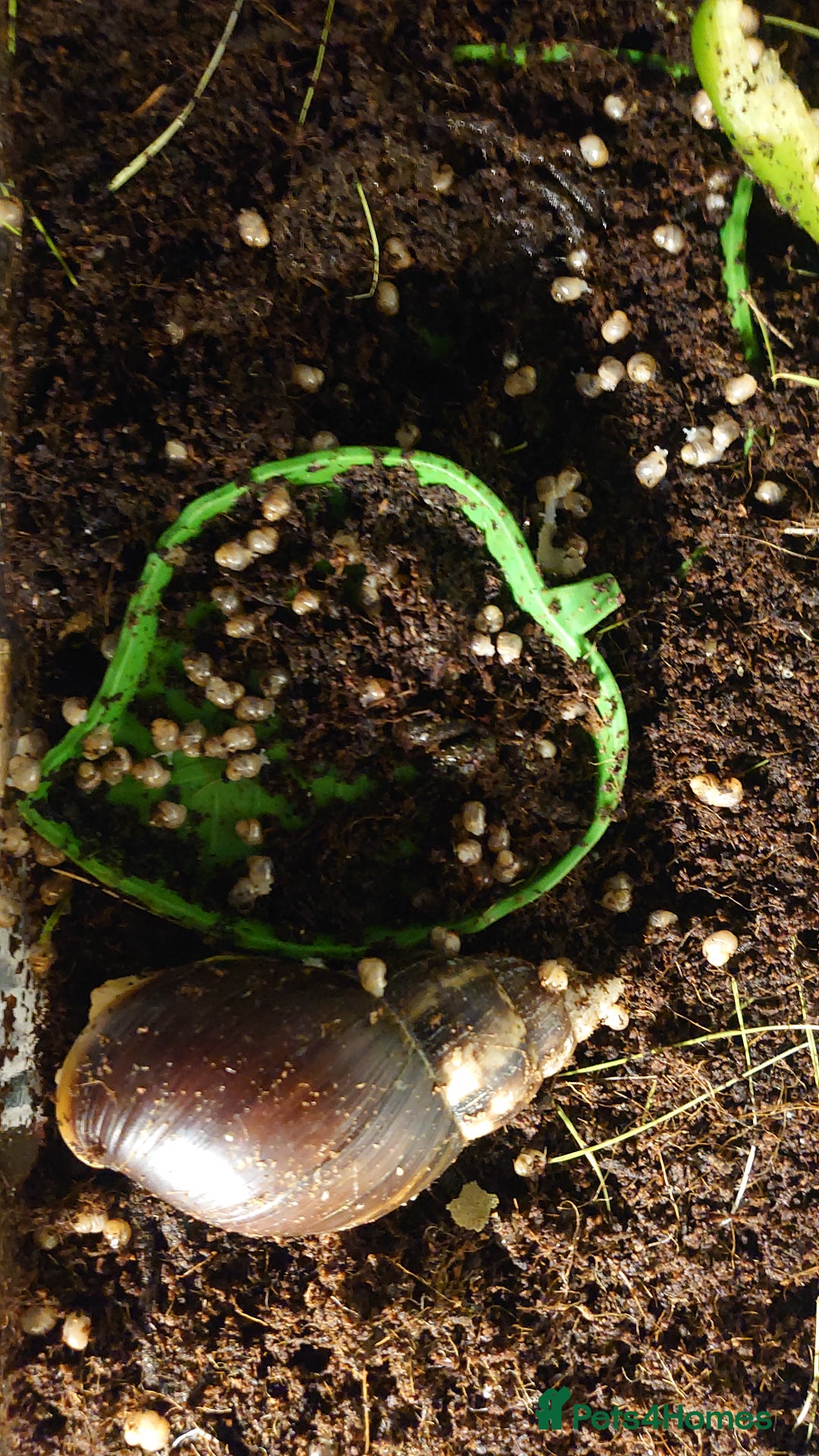 Snails invertebrates for sale: Baby Giant African Land Snails  - Image 2