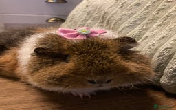 Guinea Pig rodents for sale: Brigjton 2 beautiful bonded female Teddy & agouti - Advert 3