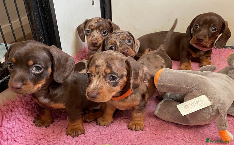 Miniature Dachshund dogs - Advert 4