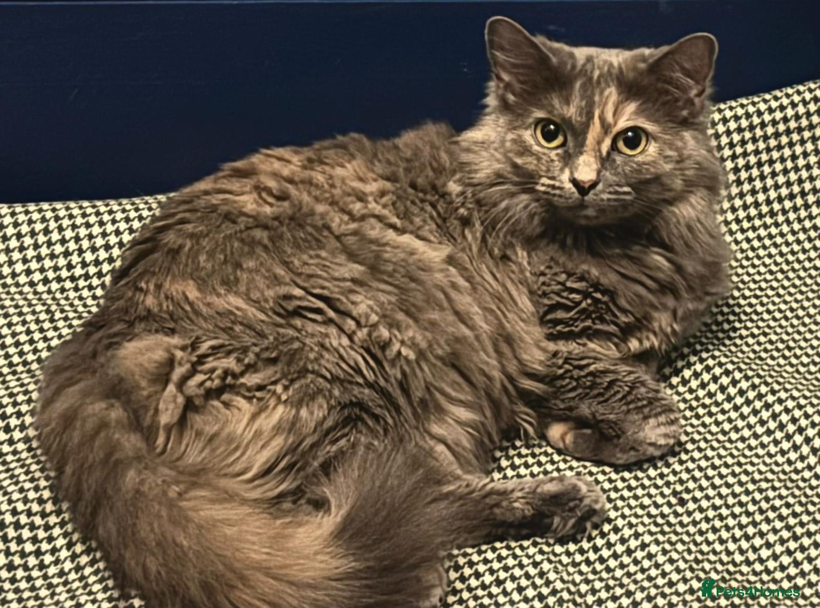 British Shorthair cats Beautiful adult cats looking for new homes  - Advert 2