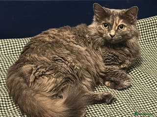 British Shorthair cats Beautiful adult cats looking for new homes - Advert 2