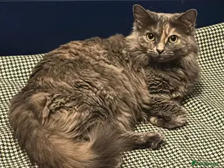 British Shorthair cats Beautiful adult cats looking for new homes - Advert 8