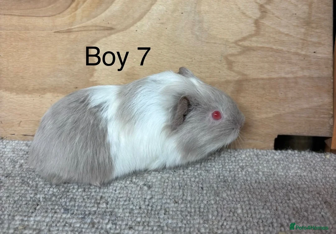Guinea Pig rodents for sale: Male and female Guinea Pigs - Advert 10