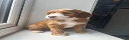 Double Doodle dogs for sale: Gorgeous Australian double doodle puppies - Advert 13
