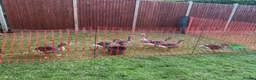 Geese poultry for sale: Greylag geese looking for new home in Immingham - Advert 2