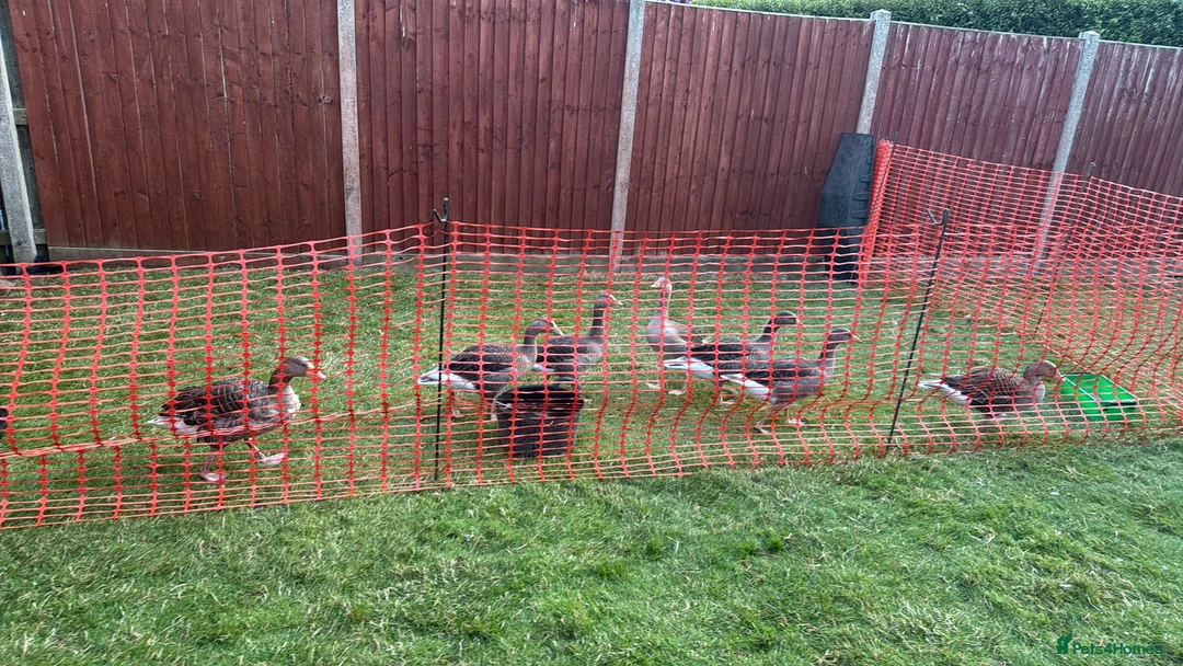 Geese poultry for sale: Greylag geese looking for new home in Immingham - Advert 2