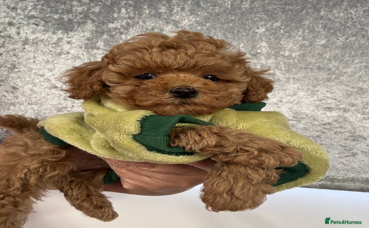 Toy Poodle dogs for sale - Advert 3