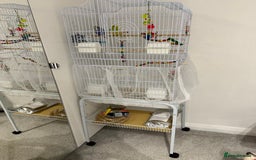 Budgerigars birds for sale: 2x Budgies for sale - Advert 3