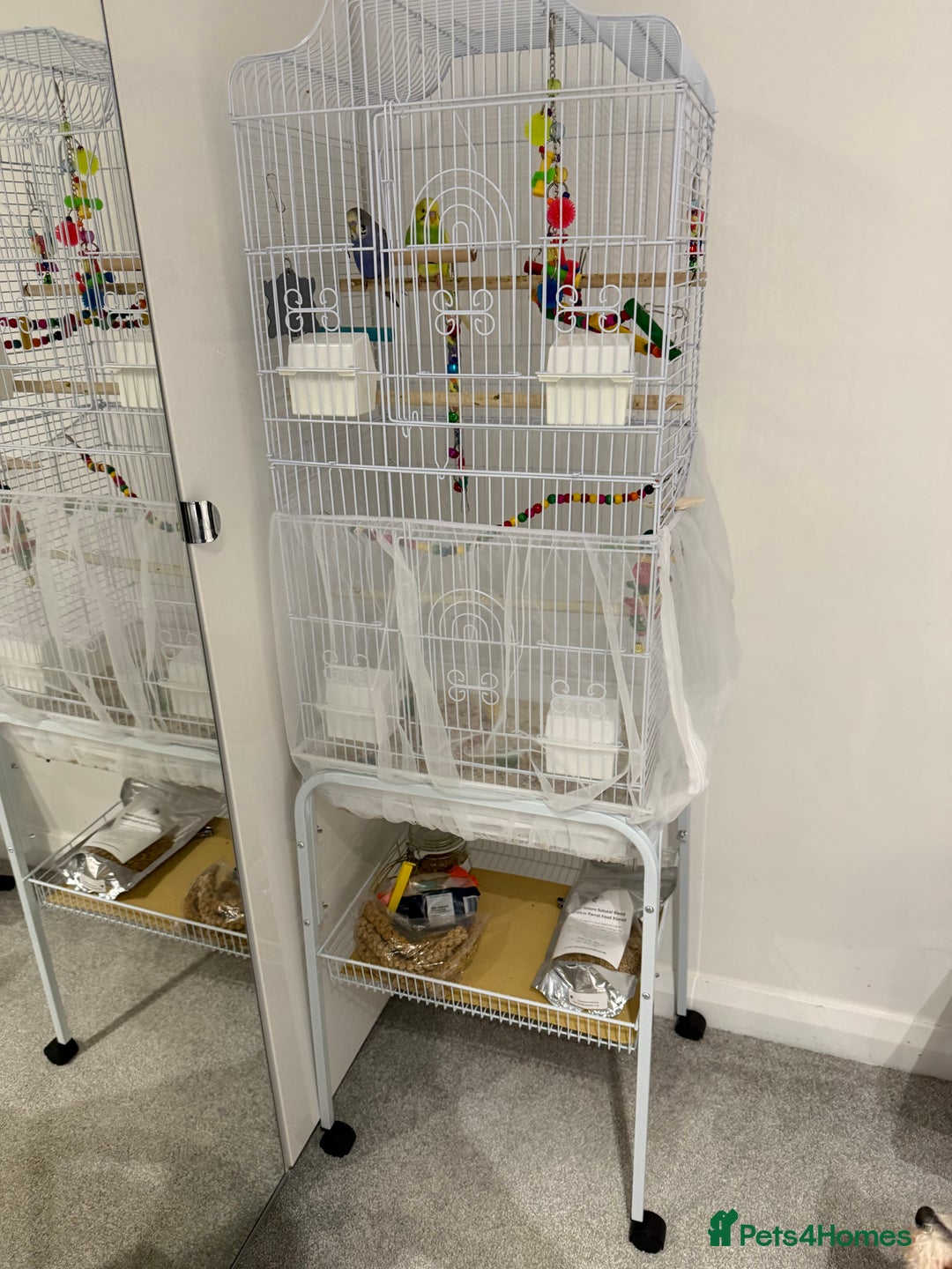 Budgerigars birds for sale: 2x Budgies for sale - Advert 3