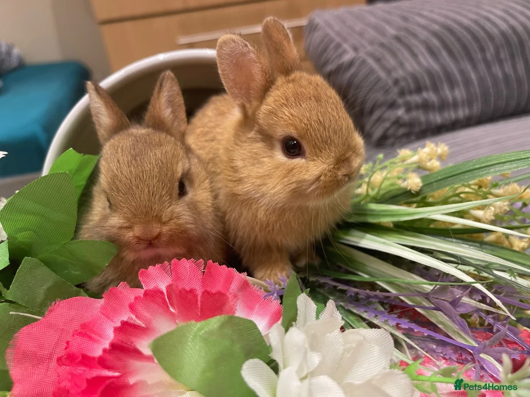 Netherland Dwarf rabbits for sale: Bunnies  in London - Advert 1