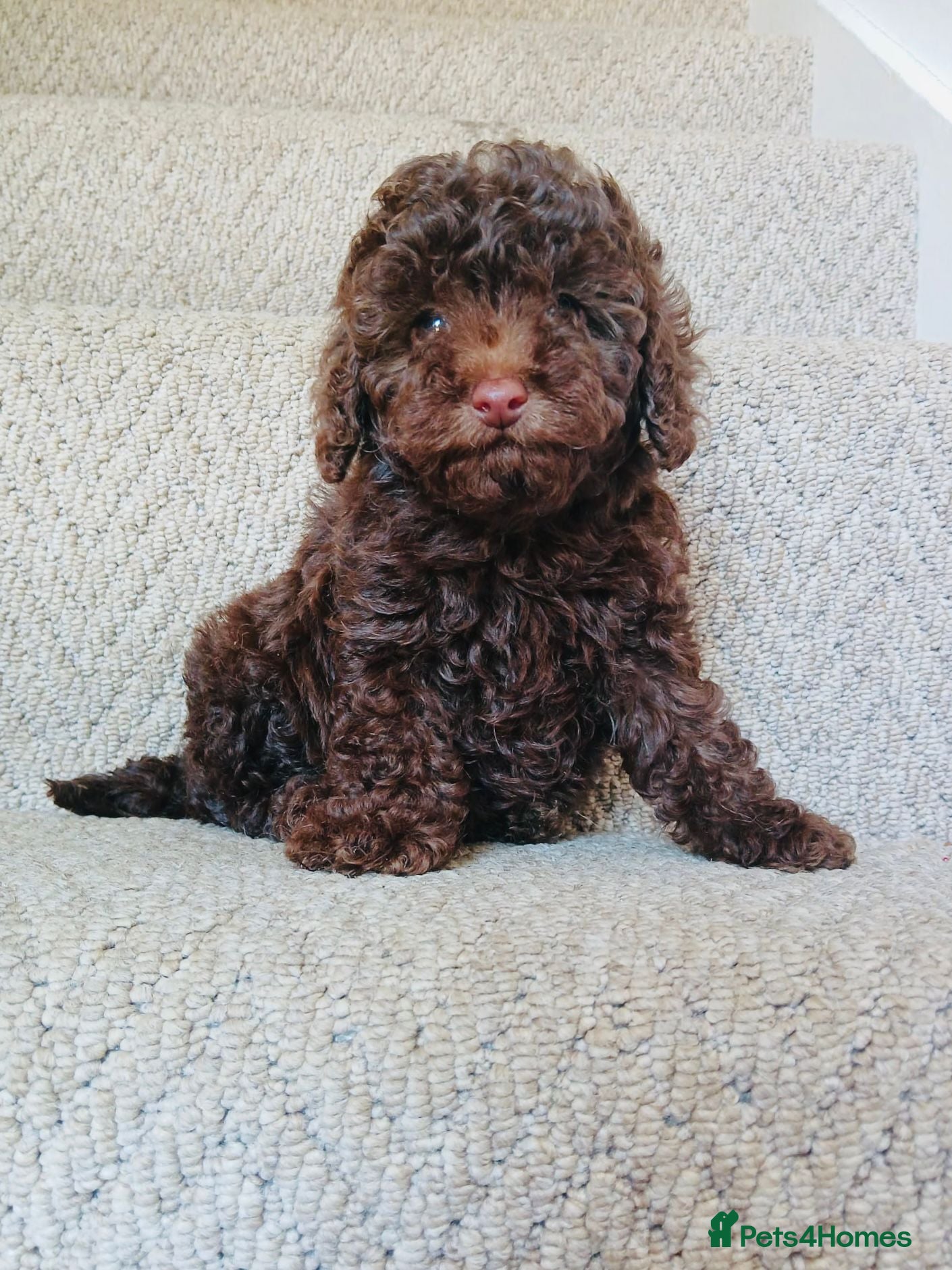 Maltipoo dogs 🩷Mini Maltipoo Girlies🩷 - Advert 4