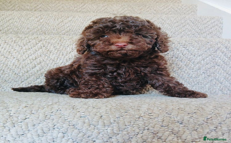 Maltipoo dogs - Advert 1