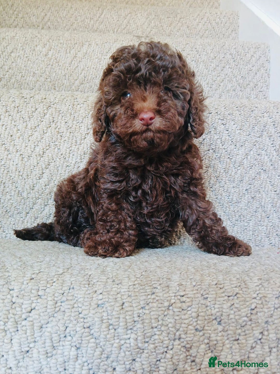 Maltipoo dogs for sale: 🩷Exceptional Maltipoo Ladies🩷 - Image 1