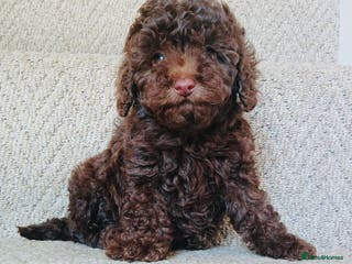 Maltipoo dogs 🩷Mini Maltipoo Girlies🩷 - Advert 3