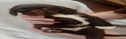 Sprocker dogs for sale: Sprocker puppies  - Advert 15