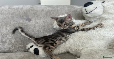 Bengal cats - Advert 15