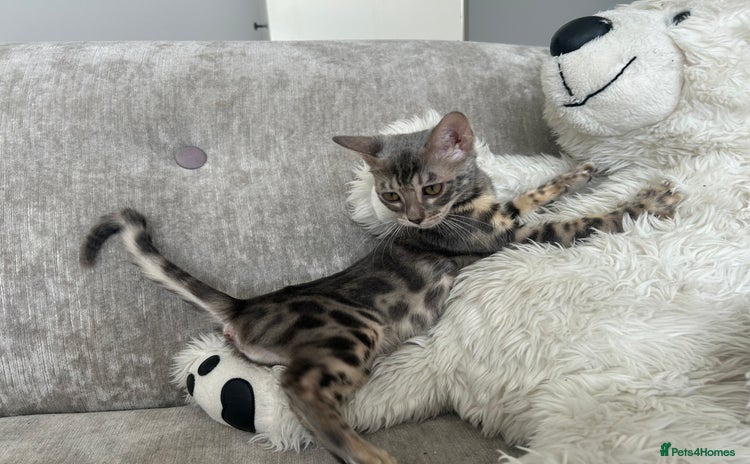 Bengal cats - Advert 9