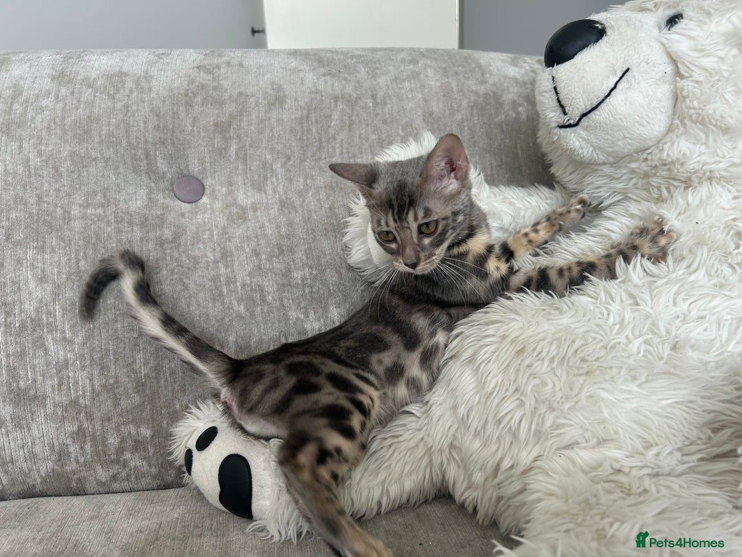 Bengal cats for sale: Adorable Female Blue Bengal Kitten TICA REG - Image 3