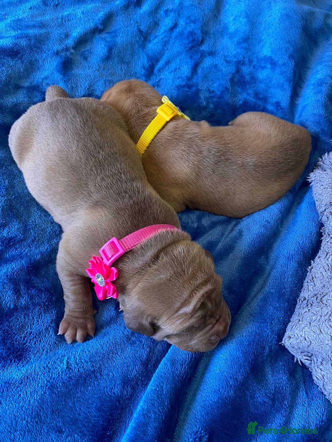 Mixed Breed dogs for sale: Dogue de bordeaux x staff puppies  - Advert 26